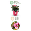 Green boutiQ - Dwarf Rhododendron - Rhododendron Bloombux Magenta - Flowering Buxus - Low Maintenance - Pink Flower - 4 Plants - Pot 17cm - Height 30-40cm