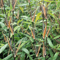 Green boutiQ - Bamboo - Fargesia Black Dragon - Evergreen - Non-Invasive - Green - 6 Plants - Pot 14cm - Height 35cm