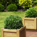 Green boutiQ - Dwarf Rhododendron - Rhododendron Bloombux Light Pink - Flowering Buxus - Low Maintenance - Light Pink Flower - 1 Plant - Pot 23cm - Height 45-55cm