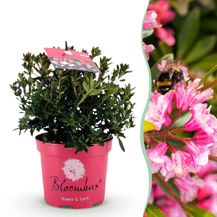 Green boutiQ - Dwarf Rhododendron - Rhododendron Bloombux Magenta - Flowering Buxus - Low Maintenance - Pink Flower - 1 Plant - 17cm Pot - Height 30-40cm