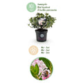 Green boutiQ - Dwarf Rhododendron - Rhododendron Bloombux Light Pink - Flowering Buxus - Low Maintenance - Light Pink Flower - 1 Plant - Pot 23cm - Height 45-55cm