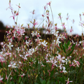 12x Gaura l. 'Siskiyou Pink' - ↕10-25cm - Ø9cm