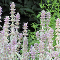 12x Stachys byzantina 'Silver Carpet' - ↕10-25cm - Ø9cm