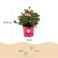 Green boutiQ - Dwarf Rhododendron - Rhododendron Bloombux Magenta - Flowering Buxus - Low Maintenance - Pink Flower - 2 Plants - Pot 23cm - Height 45-55cm