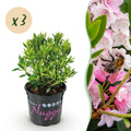 Green boutiQ - Dwarf Rhododendron - Rhododendron Bloombux Light Pink - Flowering Buxus - Low Maintenance - Light Pink Flower - 3 Plants - Pot 10.5cm - Height 20-25cm