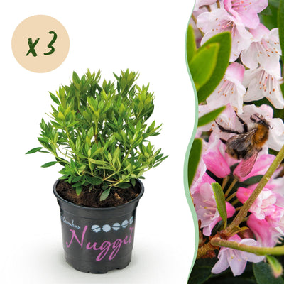 Green boutiQ - Dwarf Rhododendron - Rhododendron Bloombux Light Pink - Flowering Buxus - Low Maintenance - Light Pink Flower - 3 Plants - Pot 10.5cm - Height 20-25cm