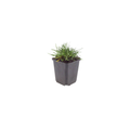 12x Armeria m. 'Splendens' - ↕10-25cm - Ø9cm