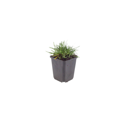 12x Armeria m. 'Splendens' - ↕10-25cm - Ø9cm
