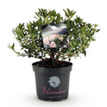 Green boutiQ - Dwarf Rhododendron - Rhododendron Bloombux Light Pink - Flowering Buxus - Low Maintenance - Light Pink Flower - 1 Plant - Pot 23cm - Height 45-55cm