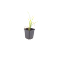 12x Hemerocallis 'Stella de Oro' - ↕10-25cm - Ø9cm