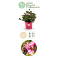 Green boutiQ - Dwarf Rhododendron - Rhododendron Bloombux Magenta - Flowering Buxus - Low Maintenance - Pink Flower - 2 Plants - Pot 23cm - Height 45-55cm