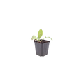 12x Echinops ritro - ↕10-25cm - Ø9cm