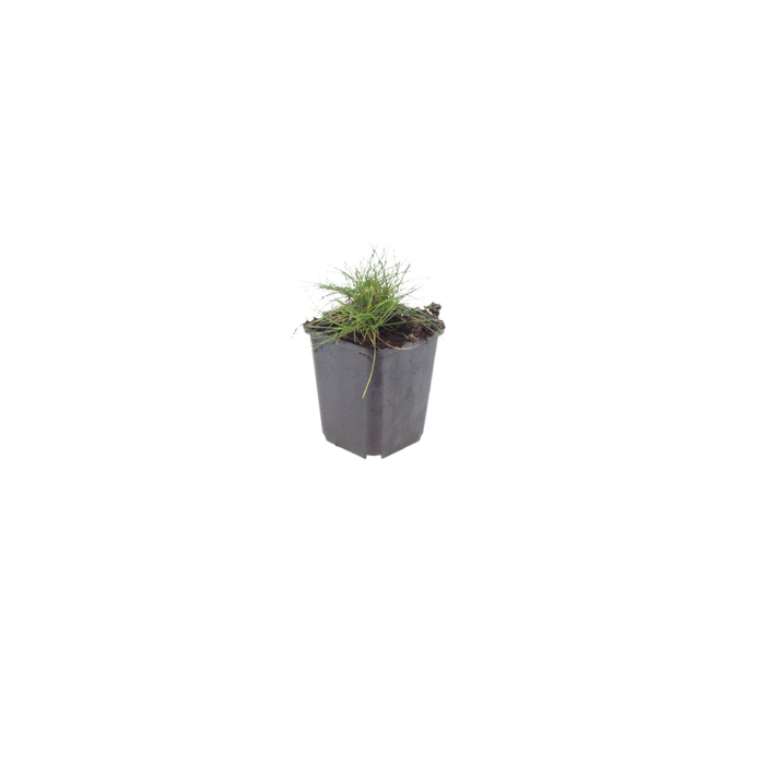 12x Festuca gautieri - ↕10-25cm - Ø9cm