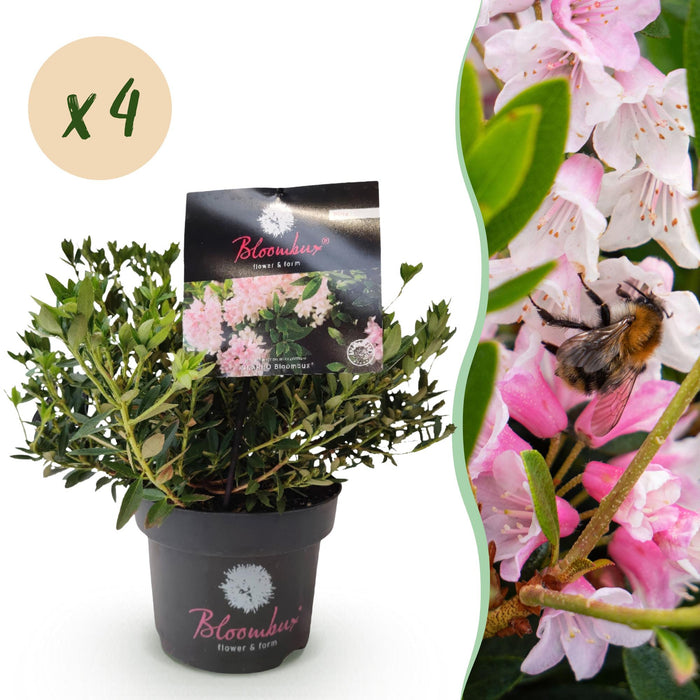 Green boutiQ - Dwarf Rhododendron - Rhododendron Bloombux Light Pink - Flowering Buxus - Low Maintenance - Light Pink Flower - 4 Plants - Pot 17cm - Height 30-40cm
