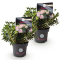 Green boutiQ - Dwarf Rhododendron - Rhododendron Bloombux Light Pink - Flowering Boxwood - Low Maintenance - Light Pink Flower - 2 Plants - Pot 17cm - Height 30-40cm