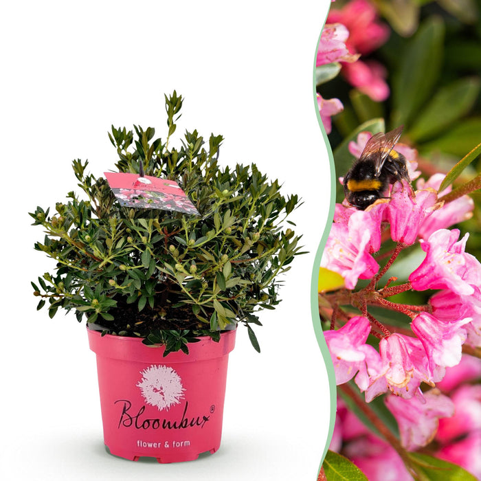 Green boutiQ - Dwarf Rhododendron - Rhododendron Bloombux Magenta - Flowering Buxus - Low Maintenance - Pink Flower - 1 Plant - Pot 23cm - Height 45-55cm