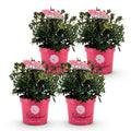 Green boutiQ - Dwarf Rhododendron - Rhododendron Bloombux Magenta - Flowering Buxus - Low Maintenance - Pink Flower - 4 Plants - Pot 17cm - Height 30-40cm
