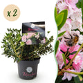 Green boutiQ - Dwarf Rhododendron - Rhododendron Bloombux Light Pink - Flowering Boxwood - Low Maintenance - Light Pink Flower - 2 Plants - Pot 17cm - Height 30-40cm