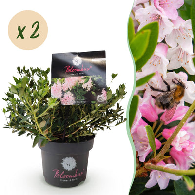 Green boutiQ - Dwarf Rhododendron - Rhododendron Bloombux Light Pink - Flowering Boxwood - Low Maintenance - Light Pink Flower - 2 Plants - Pot 17cm - Height 30-40cm