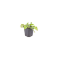 12x Symphytum grand. 'Wisley Blue' - ↕10-25cm - Ø9cm