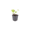 12x Brunnera macr. 'Jack Frost' - ↕10-25cm - Ø9cm