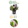 Green boutiQ - Dwarf Rhododendron - Rhododendron Bloombux Light Pink - Flowering Buxus - Low Maintenance - Light Pink Flower - 4 Plants - Pot 17cm - Height 30-40cm