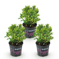 Green boutiQ - Dwarf Rhododendron - Rhododendron Bloombux Light Pink - Flowering Buxus - Low Maintenance - Light Pink Flower - 3 Plants - Pot 10.5cm - Height 20-25cm