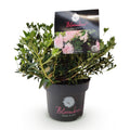 Green boutiQ - Dwarf Rhododendron - Rhododendron Bloombux Light Pink - Flowering Buxus - Low Maintenance - Light Pink Flower - 1 Plant - Pot 17cm - Height 30-40cm