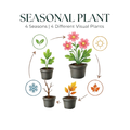 12x Teucrium lucidrys - ↕10-25cm - Ø9cm