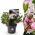 Green boutiQ - Dwarf Rhododendron - Rhododendron Bloombux Light Pink - Flowering Buxus - Low Maintenance - Light Pink Flower - 1 Plant - Pot 17cm - Height 30-40cm