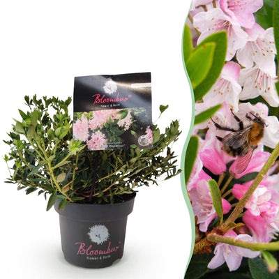 Green boutiQ - Dwarf Rhododendron - Rhododendron Bloombux Light Pink - Flowering Buxus - Low Maintenance - Light Pink Flower - 1 Plant - Pot 17cm - Height 30-40cm