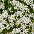 12x Thymus praecox 'Albiflorus' - ↕10-25cm - Ø9cm