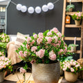 Green boutiQ - Dwarf Rhododendron - Rhododendron Bloombux Light Pink - Flowering Buxus - Low Maintenance - Light Pink Flower - 3 Plants - Pot 10.5cm - Height 20-25cm