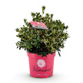 Green boutiQ - Dwarf Rhododendron - Rhododendron Bloombux Magenta - Flowering Buxus - Low Maintenance - Pink Flower - 1 Plant - Pot 23cm - Height 45-55cm