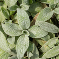 12x Stachys byzantina 'Silver Carpet' - ↕10-25cm - Ø9cm