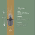 12x Calamagrostis brachytricha - ↕10-25cm - Ø9cm