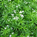 12x Galium odoratum - ↕10-25cm - Ø9cm