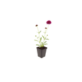 12x Knautia macedonica - ↕10-25cm - Ø9cm