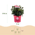 Green boutiQ - Dwarf Rhododendron - Rhododendron Bloombux Magenta - Flowering Buxus - Low Maintenance - Pink Flower - 4 Plants - Pot 17cm - Height 30-40cm