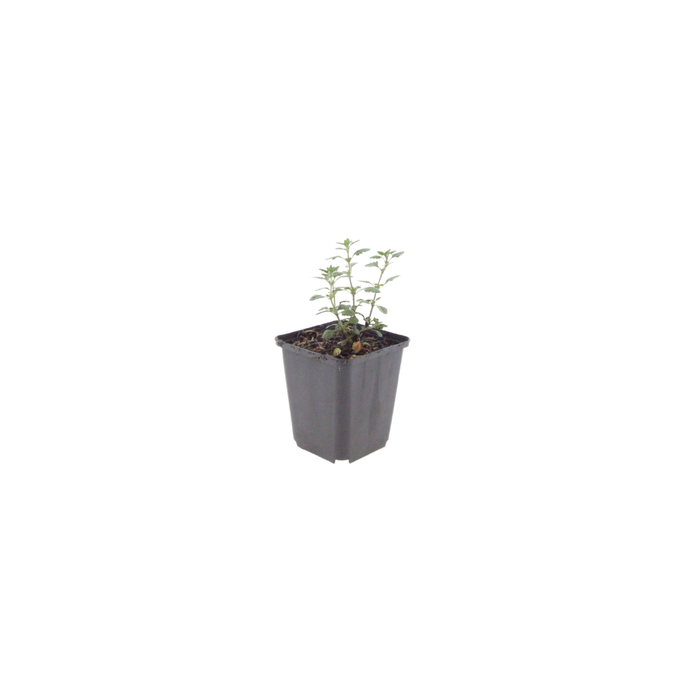 12x Teucrium lucidrys - ↕10-25cm - Ø9cm