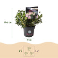 Green boutiQ - Dwarf Rhododendron - Rhododendron Bloombux Light Pink - Flowering Boxwood - Low Maintenance - Light Pink Flower - 2 Plants - Pot 17cm - Height 30-40cm
