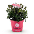 Green boutiQ - Dwarf Rhododendron - Rhododendron Bloombux Magenta - Flowering Buxus - Low Maintenance - Pink Flower - 1 Plant - 17cm Pot - Height 30-40cm