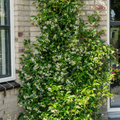 Trachelospermum jasminoides 'Star of Venice'  23cm