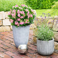 Green boutiQ - Dwarf Rhododendron - Rhododendron Bloombux Magenta - Flowering Buxus - Low Maintenance - Pink Flower - 1 Plant - Pot 23cm - Height 45-55cm