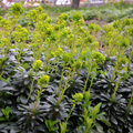 12x Euphorbia amygdal. robbiae - ↕10-25cm - Ø9cm