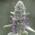 12x Stachys byzantina - ↕10-25cm - Ø9cm