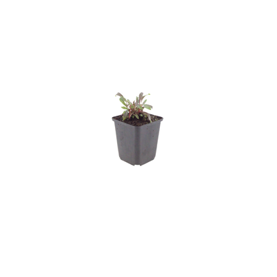 12x Gaura l. 'Siskiyou Pink' - ↕10-25cm - Ø9cm