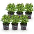Green boutiQ - Dwarf Rhododendron - Rhododendron Bloombux Light Pink - Flowering Buxus - Low Maintenance - Light Pink Flower - 6 Plants - Pot 10.5cm - Height 20-25cm