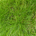 12x Festuca gautieri - ↕10-25cm - Ø9cm