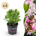 Green boutiQ - Dwarf Rhododendron - Rhododendron Bloombux Light Pink - Flowering Buxus - Low Maintenance - Light Pink Flower - 6 Plants - Pot 10.5cm - Height 20-25cm